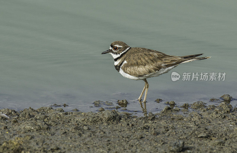 Killdeer (Charadrius vociferus)是一种中型的鸻。成虫有棕色的背部和翅膀，白色的腹部，白色的胸部有两条黑色的带子。